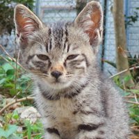 鋭い子猫の表情