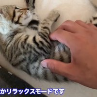 タロちゃん