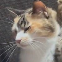 気持ちよさそうに目を細める三毛猫 