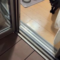 ベランダに出ようとする猫