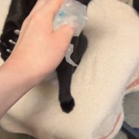 萎んだ緩衝材に顔を近づける猫