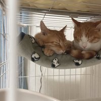 ハンモックの上で並んで寝ている2匹の子猫