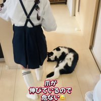 娘さんを通せんぼするハチワレ猫