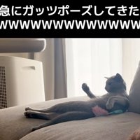ガッツポーズする猫2