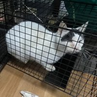 捕獲機に入った猫