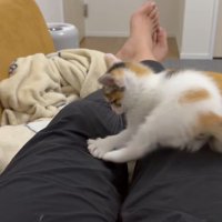 左手で何かを捕まえる素振りの子猫
