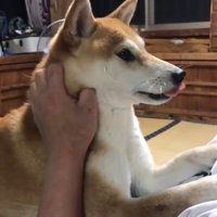 乗ってきたももちゃん