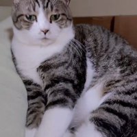 富士雄と呼ばれる猫