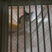 窓の向こうにいる猫