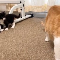 立ち去ろうとする猫とそれを見つめる子猫