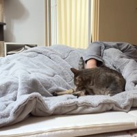 毛づくろい