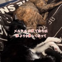 添い寝する2匹の猫