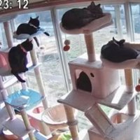 キャットタワーにいる猫たち