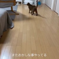 画面奥で立っている茶色い猫