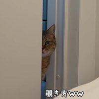物陰から顔を半分だけ出してこちらを覗き見るミヌエット