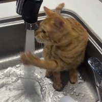 蛇口から流れる水に手を入れる猫