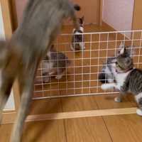 柵を越えて部屋の中に戻る母猫