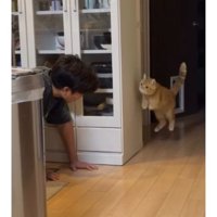 隠れている猫