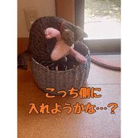 箱に入る猫