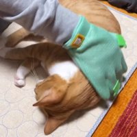 猫の体にグルーミング用グローブを当てる男性