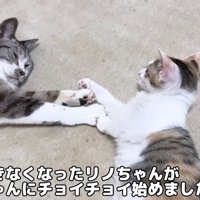 前足でじゃれ合う2匹の子猫