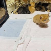 お母さん猫のおっぱいを飲む5匹の子猫とママに向かって歩く茶トラ子猫