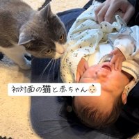 飼い主の膝の上にいる赤ちゃんの匂いを嗅ぐ猫