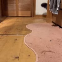 家具からのぞくしっぽ