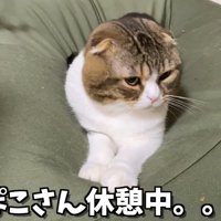 クッションに乗る猫