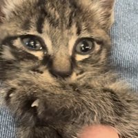 投稿主さんにお腹をくすぐられる子猫
