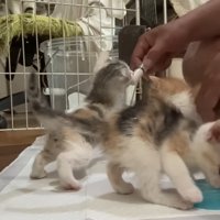 ふたで遊ぶの猫