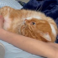 飼い主に寄りかかりながら横になる猫
