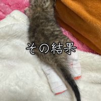 足にギプスをつけた子猫の後ろ姿