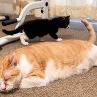 尻尾を上げて寝ている猫とそれを見る子猫