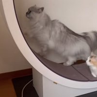 2匹の猫がキャットホイールで遊ぶ写真2