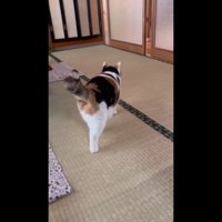 後ろ姿(右足が後ろ)