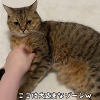 胸元を触られるミヌエット