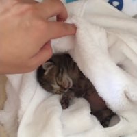 毛布の中で寝ている子猫