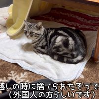 マットの上に座る猫