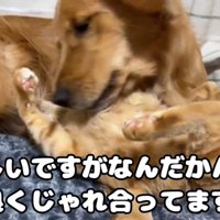 喧嘩