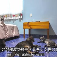 くつろぐ4匹の猫