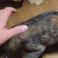 猫の背中に手を伸ばす飼い主