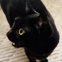 ママに撫でて欲しい黒猫