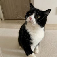 白い柄の入った前足でパンチする猫