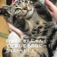 両前足を顔の横に上げながら飼い主を見つめる猫（口閉じている）