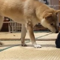 子猫に近づく犬