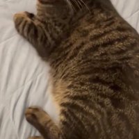 圧をかけるいろはちゃん