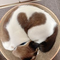 ハートのぽんちゃん