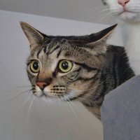 目を丸くして何かを見つめるキジトラ猫