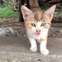 鳴きながら現れた子猫
